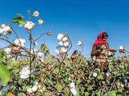 Centre clears ₹1,718 crore boost for cotton procurement, strengthening farmer support ecosystem