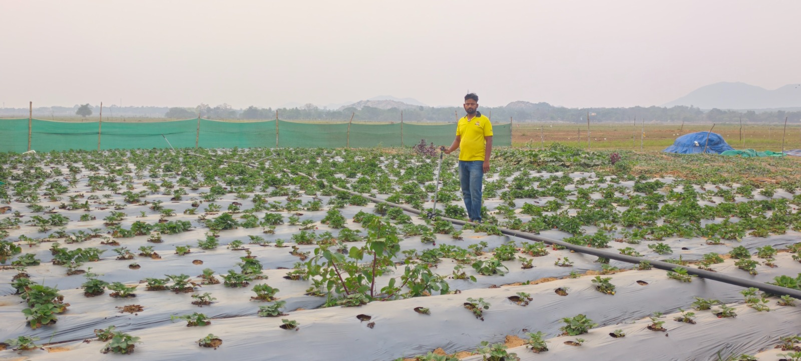 Seeds of Change: Engineer Bhagirathi Swain’s strawberry venture thrives with Tata Steel Foundation’s backing