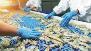 India’s seafood exports surge to historic high of ₹72,325 crore in FY26