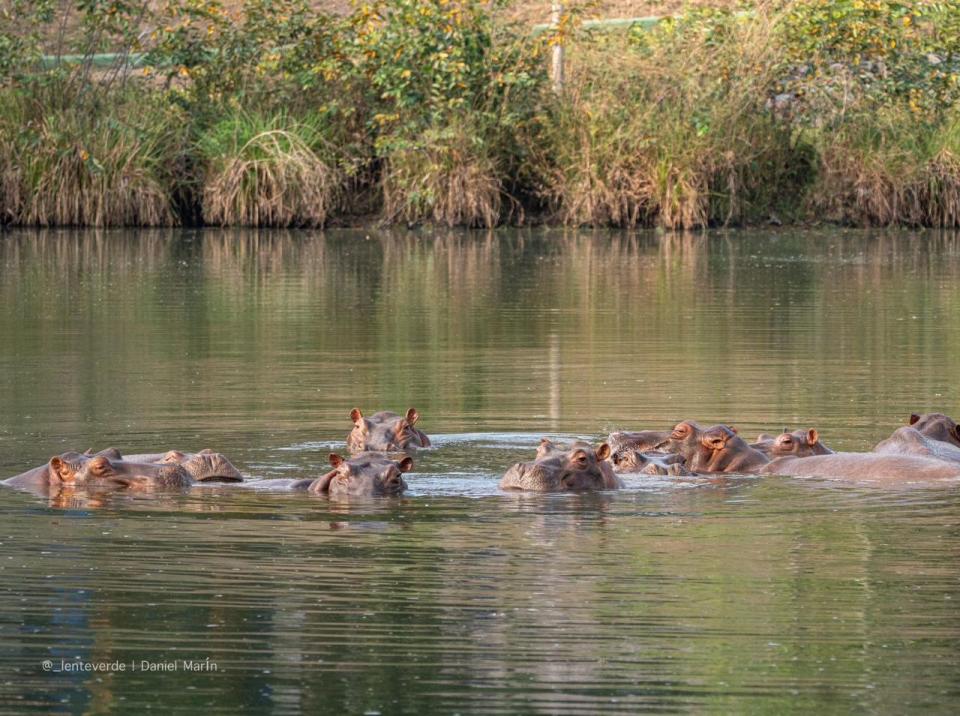 Anant Ambani offers sanctuary to 80 Colombian hippos facing culling