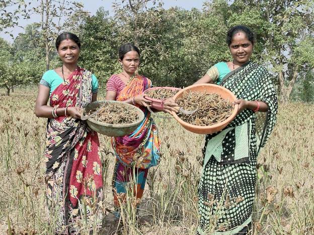 TPSODL empowers tribal women through sustainable millet farming initiative