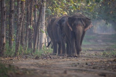 Supreme Court upholds Vantara’s conservation mission, affirms lawful wildlife rescue operations