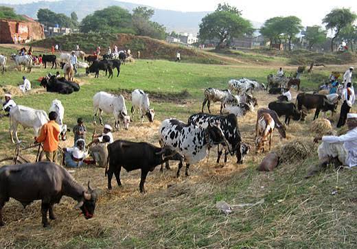 Livestock sector gets credit, productivity boost as KCC coverage surges to 50.42 lakh