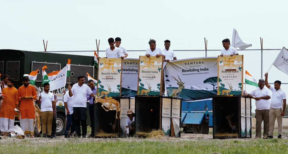 Vantara, Gujarat Forest Department rewild 20 blackbucks in Banni on 80th Independence Day