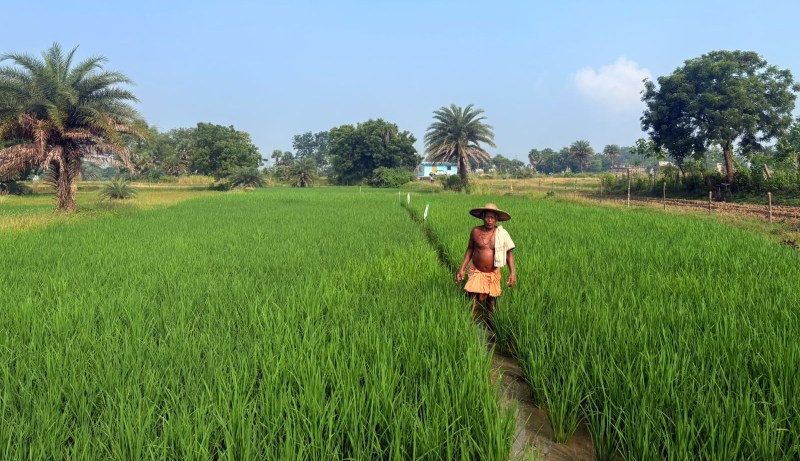 Dhenkanal farmers sow seeds of resilience amid changing weather