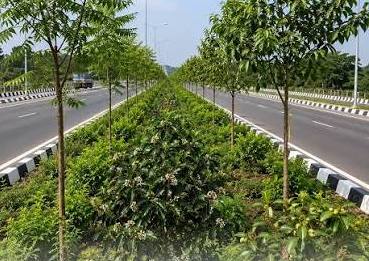 NHAI plants 5.20 lakh saplings across Odisha in four months, boosts medicinal biodiversity